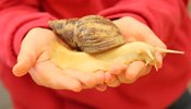 Die Schnecke Sonic ist in der Grundschule Vechta der 